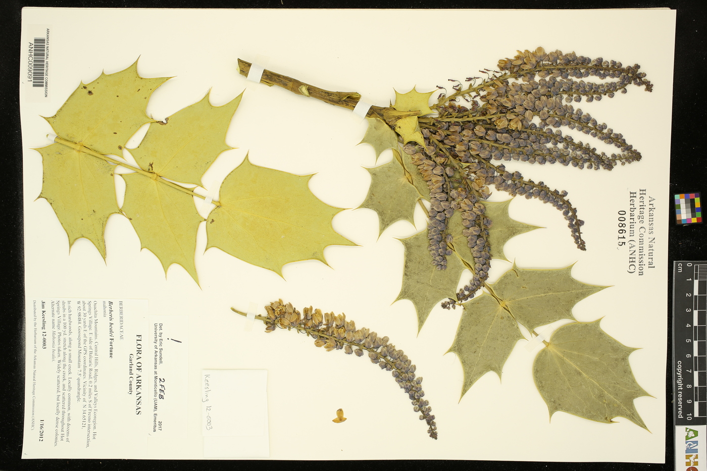 Mahonia bealei image