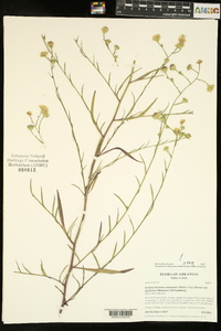 Symphyotrichum subulatum var. ligulatum image