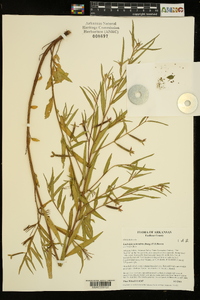 Ludwigia octovalvis image