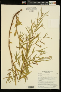 Ludwigia octovalvis image