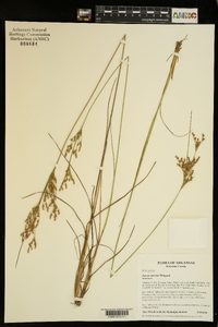 Juncus interior image