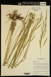 Spartina pectinata image