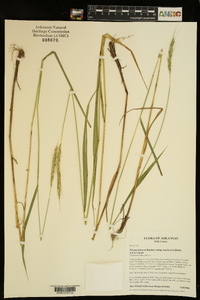 Elymus glaucus image