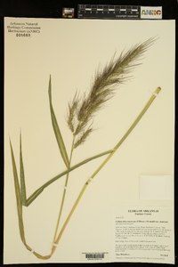 Echinochloa muricata var. muricata image