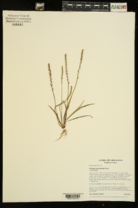 Plantago heterophylla image