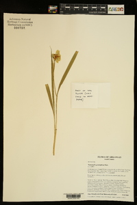 Nemastylis geminiflora image