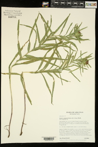 Liatris compacta image