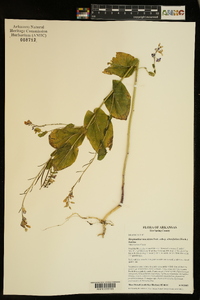 Streptanthus maculatus subsp. obtusifolius image