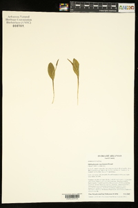 Ophioglossum engelmannii image