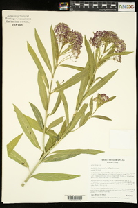 Asclepias incarnata subsp. incarnata image