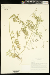 Chaerophyllum procumbens image