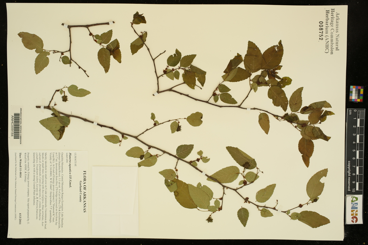 Planera aquatica image