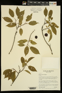 Prunus rivularis image