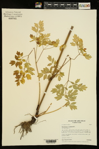 Thalictrum amphibolum image