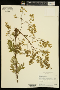 Thalictrum amphibolum image