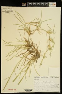 Stenotaphrum secundatum image