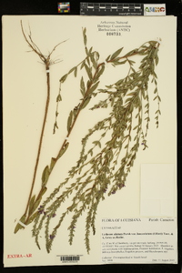 Lythrum alatum var. lanceolatum image