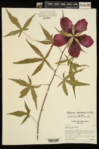 Hibiscus coccineus image