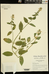 Stachys tenuifolia image