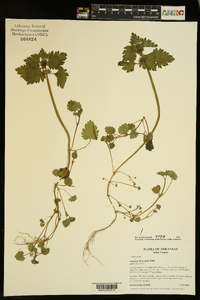 Lamium dissectum image