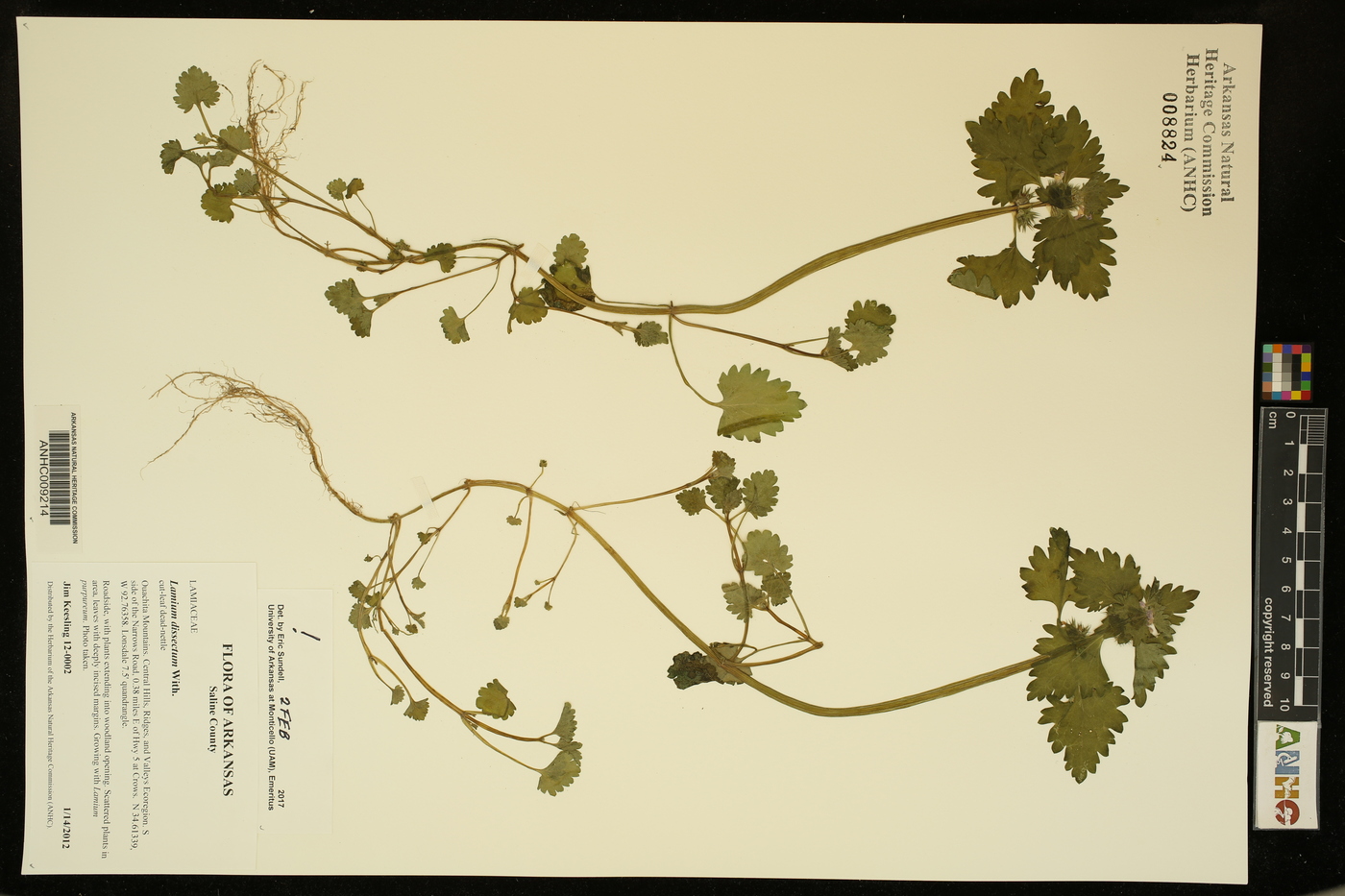 Lamium dissectum image