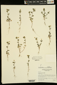 Trifolium dubium image