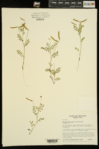 Astragalus leptocarpus image