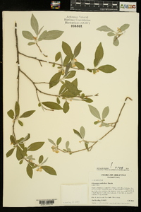 Elaeagnus umbellata image