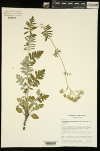 Hymenopappus artemisiifolius image