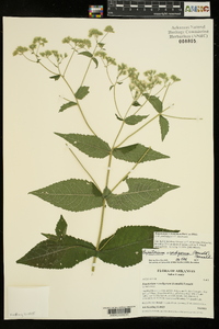 Eupatorium × truncatum image