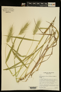 Elymus glabriflorus image