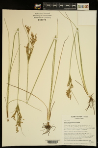 Juncus brachyphyllus image