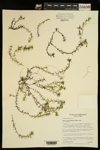 Elodea nuttallii image