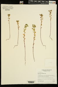 Euphorbia spathulata image