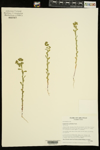 Euphorbia spathulata image