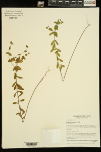 Euphorbia spathulata image