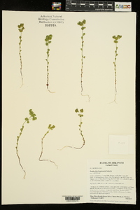 Euphorbia longicruris image