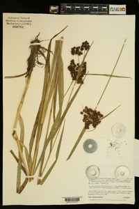 Scirpus georgianus image