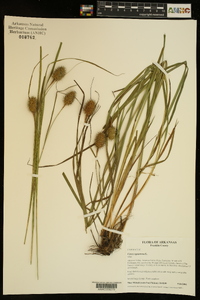 Carex squarrosa image