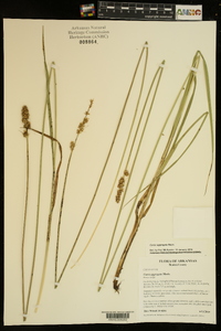 Carex aggregata image