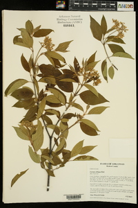 Cornus obliqua image