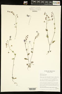 Phacelia glabra image