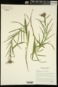 Liatris compacta image