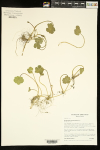 Hydrocotyle ranunculoides image