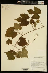 Vitis vulpina image