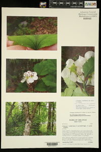 Crataegus ouachitensis image