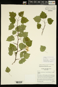 Crataegus ouachitensis image