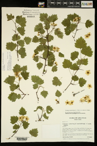 Crataegus ouachitensis image