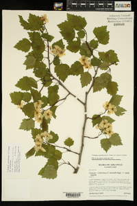 Crataegus ouachitensis image