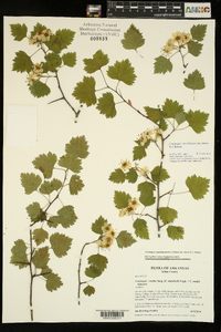 Crataegus ouachitensis image